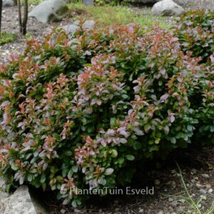 Berberis thunbergii 'Bagatelle'