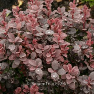 Berberis thunbergii 'Concorde'