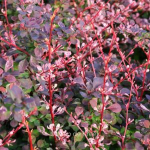 Berberis thunbergii 'Flamingo'