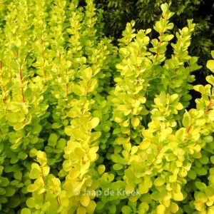 Berberis thunbergii 'Maria'