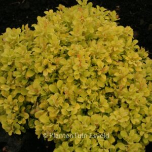 Berberis thunbergii 'Tiny Gold'