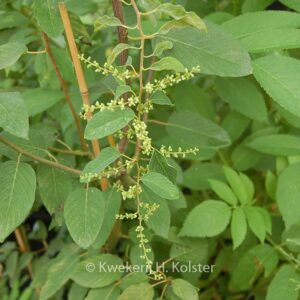 Berchemia yunnanensis