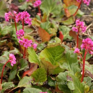 Bergenia 'Abendglut'