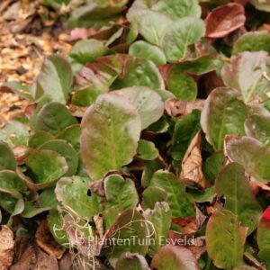 Bergenia 'Bressingham White'