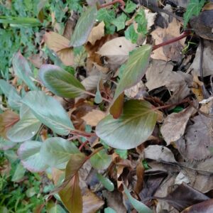 Bergenia 'Oeschberg'