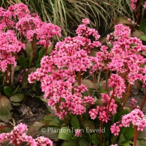 Bergenia 'Pink Dragonfly'
