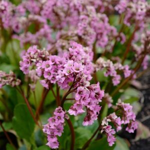 Bergenia 'Rosi Klose'