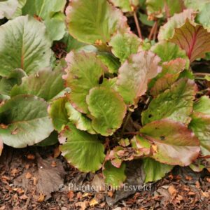 Bergenia 'Rotblum'