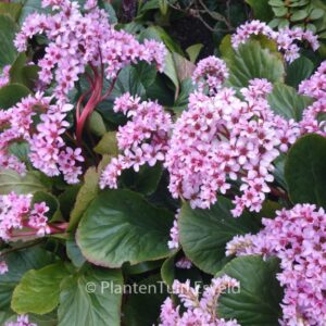 Bergenia cordifolia