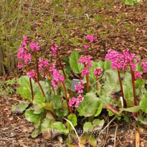 Bergenia cordifolia 'Eroica'