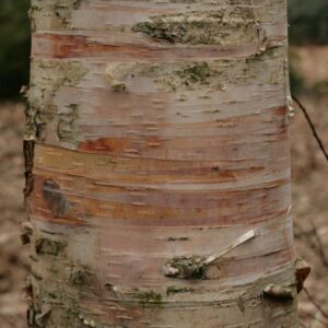 Betula 'Edinburgh'