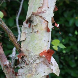 Betula davurica 'Stone Farm'