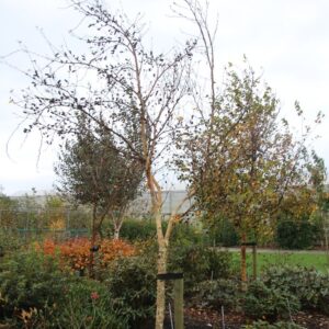 Betula ermanii 'Blush'