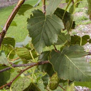 Betula ermanii 'Grayswood Hill'