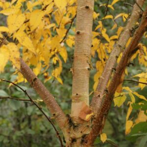 Betula ermanii 'Mount Zao'