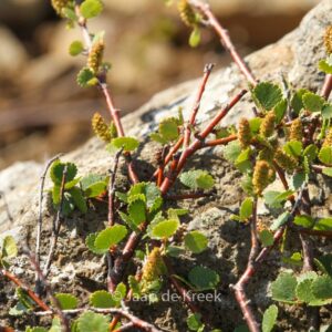 Betula nana