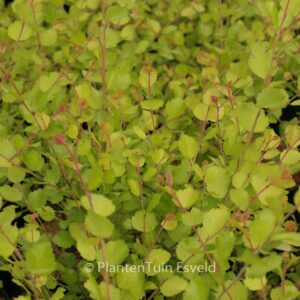 Betula nana 'Golden Treasure'