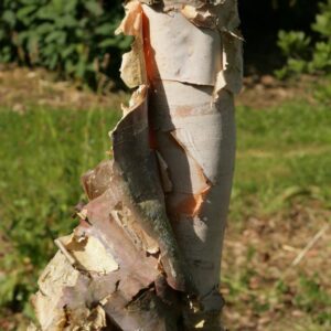 Betula nigra 'Heritage'