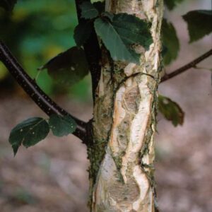 Betula papyrifera 'Saint George'