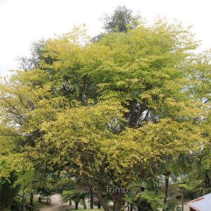 Betula pendula 'Golden Cloud'
