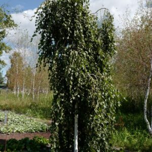 Betula pendula 'Long Trunk'