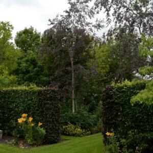 Betula pendula 'Purpurea'