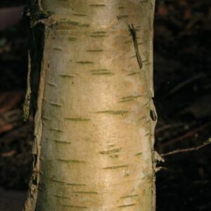 Betula pendula 'Westonbirt'