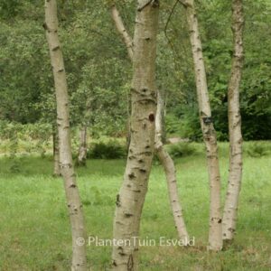 Betula pubescens