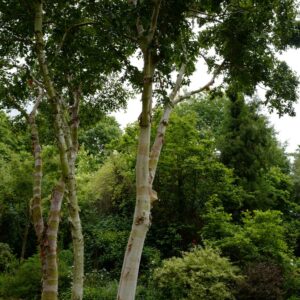 Betula utilis 'Buddha'