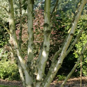 Betula utilis 'Doorenbos'