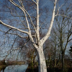 Betula utilis 'Jermyns'