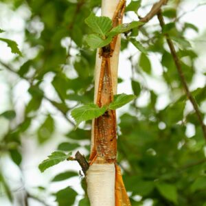 Betula utilis 'Knightshayes'