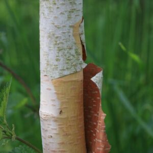 Betula utilis 'Marble Stem'