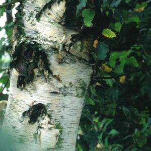 Betula utilis 'Werrington'