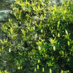 Billardiera longiflora