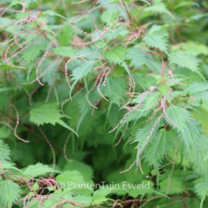 Boehmeria sieboldiana