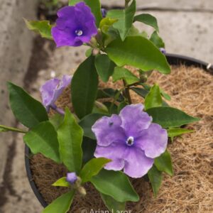 Brunfelsia pauciflora
