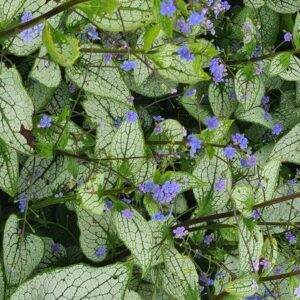 Brunnera macrophylla 'Alexandria'