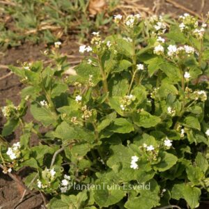 Brunnera macrophylla 'Betty Bowring'