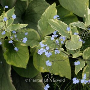 Brunnera macrophylla 'Hadspen Cream'