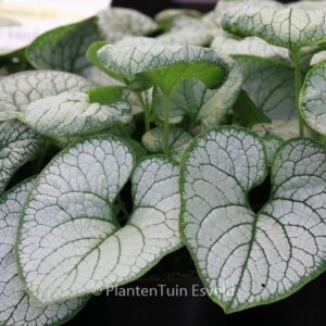 Brunnera macrophylla 'Silver Heart'