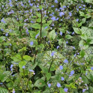 Brunnera macrophylla 'Sterling Silver'