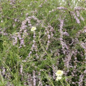 Buddleja alternifolia