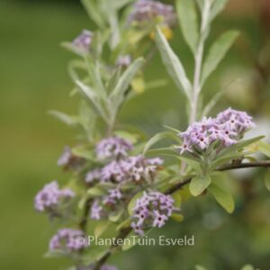 Buddleja alternifolia 'Argentea'