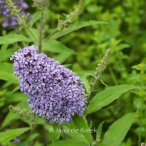 Buddleja davidii 'Blue Chip'