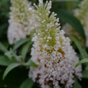 Buddleja davidii 'Butterfly Candy Little White'
