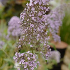 Buddleja davidii 'Gulliver'