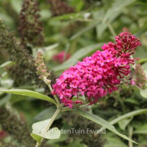 Buddleja davidii 'Miss Ruby'