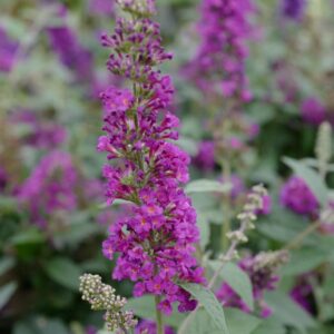 Buddleja davidii 'Miss Violet'