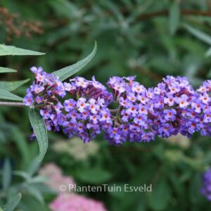 Buddleja davidii 'Nanho Blue'